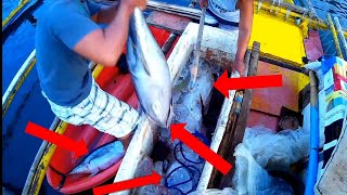 HOW TO CATCH BIG TUNA  FISHING in the Philippines  TUNA FISHING TECHNIQUE  HANDLINE FISHING [upl. by Noied]