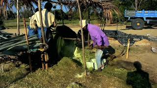 Sisal fibre production  Agave plant Harvesting santhoshreddy009 documentary film [upl. by Profant]