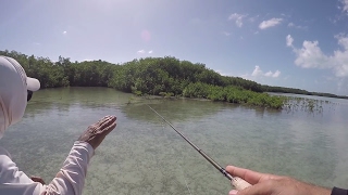 This Place is a Fishing Paradise  Belize Day 2 [upl. by Inahc]