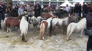 Pony en paardenmarkt Bemmel 2023 [upl. by Ryhpez]