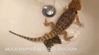 How To Get Your Bearded Dragon To POOP [upl. by Velma158]