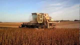 Gleaner F2 Combining Soybeans [upl. by Herve]