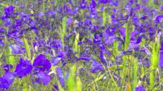 FLEURS DE MONTAGNE  Bouquet des Pyrénées  Flore Montagne  CLIP TV IZARD  Esprit des Pyrénées [upl. by Orual]