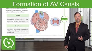 Formation of AV Canals – Embryology  Lecturio [upl. by Nnyledam]