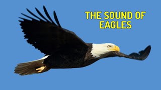 Suara Burung Elang di Angkasa Sound of Eagles Asli dari Alam [upl. by Stanislas]