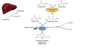 Ketone Body Synthesis  Ketogenesis  Formation Pathway and Regulation [upl. by Trebor777]