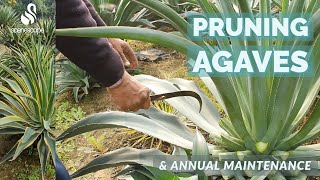 Pruning Agaves amp Annual Maintenance [upl. by Scherle]