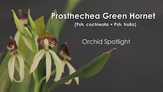 Prosthechea Green Hornet Psh cochleata x trulla  Orchid Spotlight [upl. by Glynn]