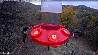 Blackchinned and Broadtailed Hummingbirds Return To West Texas – March 30 2020 [upl. by Einnig]