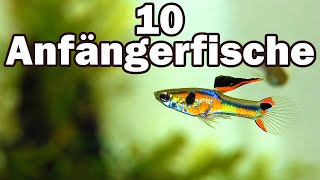 10 Anfängerfische für das 60cmAquarium 73 [upl. by Arnulfo]