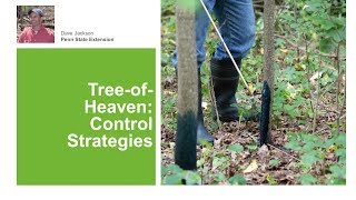 TreeofHeaven Control Strategies [upl. by Levenson]