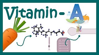 Vitamin A  vitamin A Function  vitamin A metabolism  What happens when vitamin A is deficient [upl. by Oynotna]