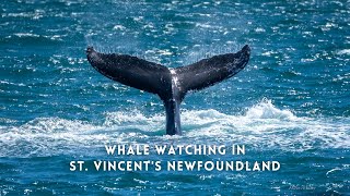 Newfoundland Canada Watch Whales from the beach in St Vincents Newfoundland [upl. by Aiduan]