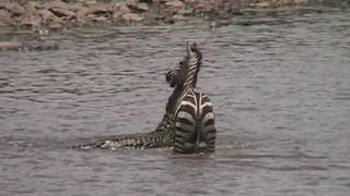 Crocodile attacking zebra [upl. by Linea846]