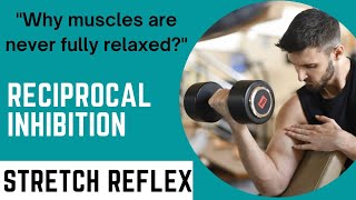 Muscle spindle  Stretch reflex and reciprocal inhibition [upl. by Lanza]