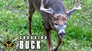 AUDIO of quotCroakingquot Buck [upl. by Davine]