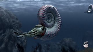 Ammonite  extinct marine mollusc [upl. by Relyhcs812]