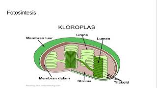 Materi SAS Biologi kelas XII part 1 [upl. by Tarazi]