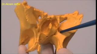 Osteology of the Skull 9 Sphenoid Bone [upl. by Effy]