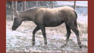 Gait Tutorial 1 Excerpt  The Trot to Canter Transition [upl. by Kirsteni]