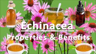 Health Benefits of Echinacea l Good for Immune System [upl. by Asia348]