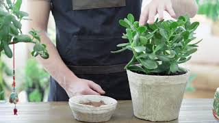 Jade Plant Care How to Care for Jade Plants  The Spruce IndoorPlantCare [upl. by Jada]