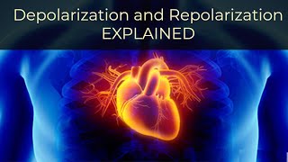 What is Depolarization and Repolarization Simply Explained [upl. by Haelahk703]