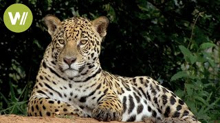 Secret Brazil Jaguar the king of the Pantanal  Animal documentary  Part 12 [upl. by Fesuoy]