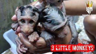 3 baby monkeys bathing together [upl. by Daisie]