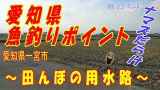 【愛知県 川釣り ポイント】一宮市（撮影：２０２１年０４月）。。。ナマズがたくさん！この用水路がすごすぎる。 [upl. by Lorolla]