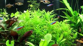 Cardinal Tetra spawning [upl. by Nivlak]