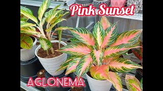 Aglaonema PINK SUNSET [upl. by Un]