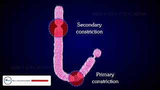 STRUCTURE OF CHROMOSOME [upl. by Suivatra287]