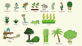 Plant Names List of Common Types of Plants and Trees in English with Pictures [upl. by Clercq]