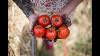 How to Grow The Best Tomatoes  Gardening Tips and Tricks [upl. by Ari]