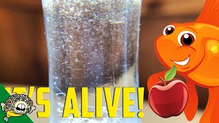 How to culture Vinegar Eels The EASY Way Live Fish Food [upl. by Htial298]