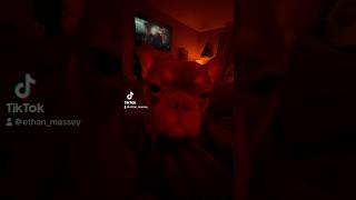 Nightly Beanz 🫘 beans puppy frenchiesofyoutube [upl. by Harewood]