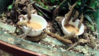 Lepidodactylus lugubris  Mourning gecko   social get together [upl. by Dorahs914]