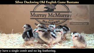 Silver Duckwing Old English Game Bantam Chicks [upl. by Yddub241]