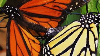 Monarch Butterflies Mating FYV [upl. by Sulohcin]