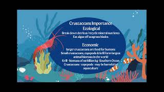 AICE Marine Science Topic 4 Understanding Echinoderms and Crustaceans [upl. by Ravilob]