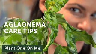 Ultimate AGLAONEMA Chinese Evergreen CARE Guide — Ep 207 [upl. by Attenor]