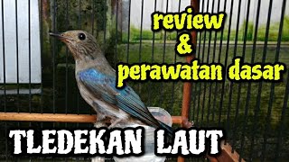 REVIEW amp PERAWATAN DASAR SULINGAN LAUT  TLEDEKAN LAUT [upl. by Nalla183]