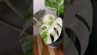 Variegated Monstera deliciosa timelapse 🪴🪴 timelapse monsteradeliciosa plantlove [upl. by Eatnoled]