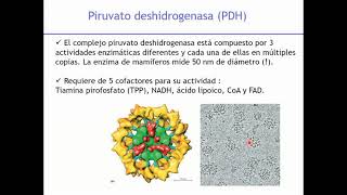 Ciclo de Krebs Cadena Respiratoria y Fosforilación Oxidativa  Biología Celular y Tisular [upl. by Zucker121]