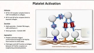 Hemostasis Lesson 2  Platelet Activation and Aggregation [upl. by Kahcztiy]