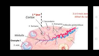 Bac math et sc  SVT  EP15  le cycle ovarien [upl. by Karleen]