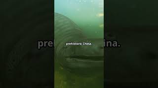 Prehistoric Amphibians of China adventure prehistoric china amphibian [upl. by Annavoeg]