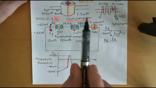 Cyclic AMP Signalling Part 8 [upl. by Okiram]