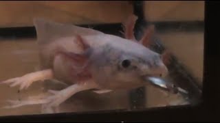 Axolotls eating Fish Alive Neon Tetras [upl. by Elleinod]